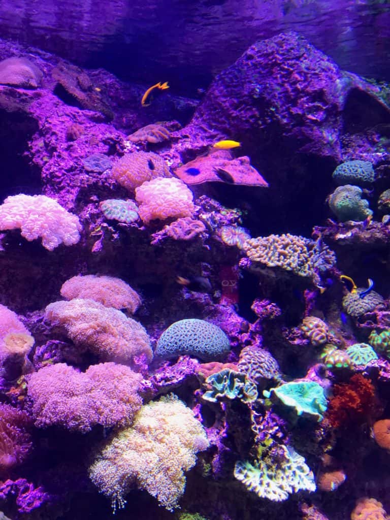 singapore 5 day itinerary - the beautiful corals and marine creatures at S.E.A Aquarium
