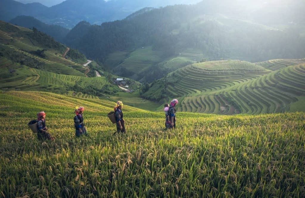 rice paddies in vietnam