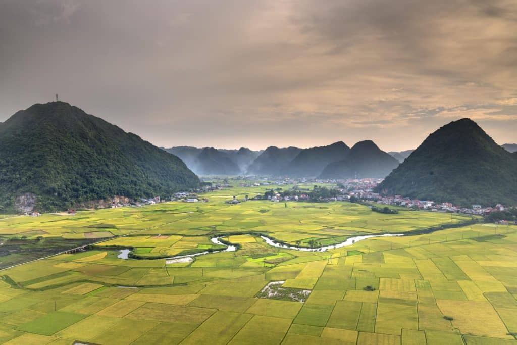 vietnam rice paddies