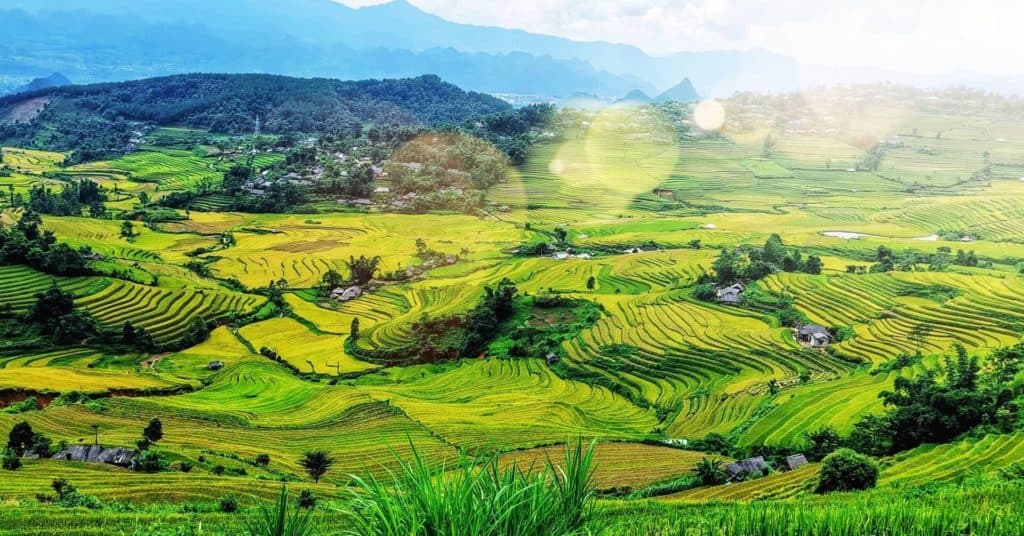 rice fields vietnam