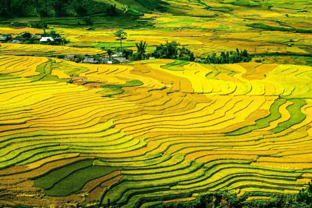rice fields in vietnam