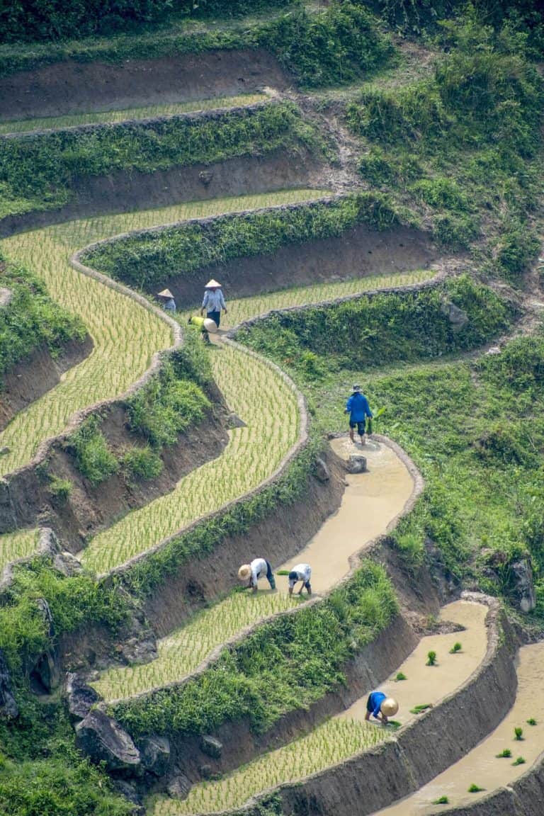 Best 12 Vietnam Rice Fields That You Need To Visit (2025 Guide)