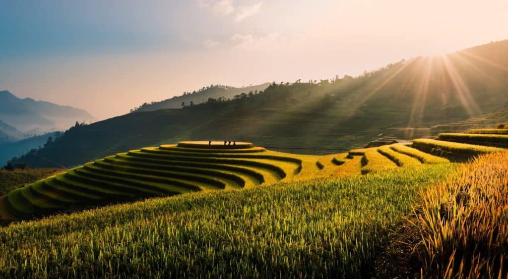 paddy fields vietnam