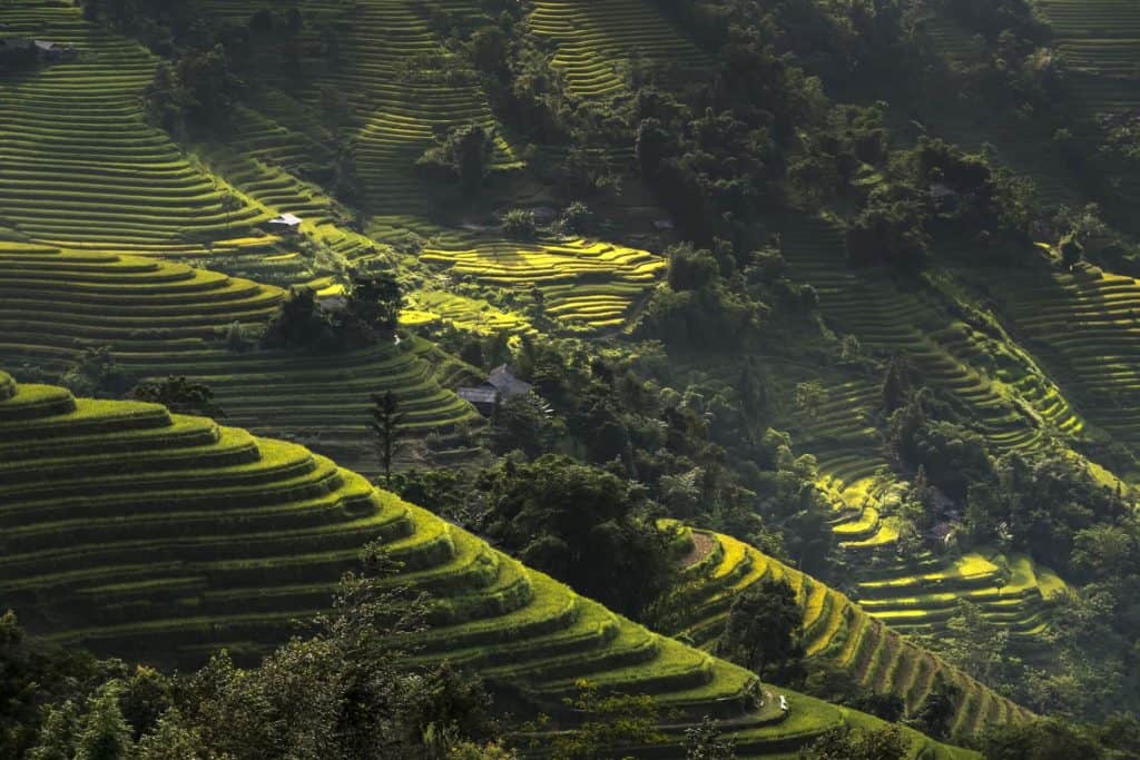 vietnamese rice fields