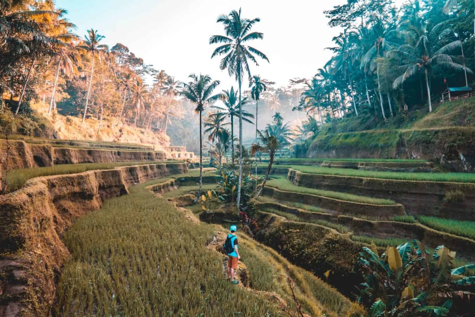 Top 13 Bali Rice Fields That You Should Not Miss