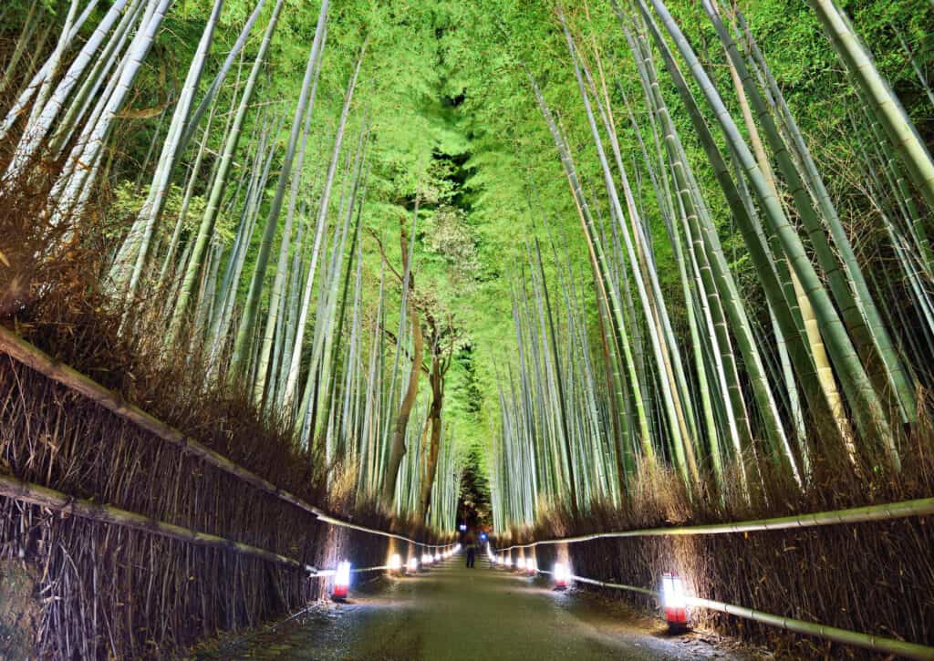 The view of Arashiyama bamboo grove at night in Kyoto
