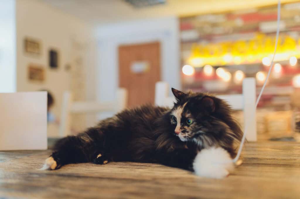 cat cafes in singapore - a cat is lying on the table with a white toy