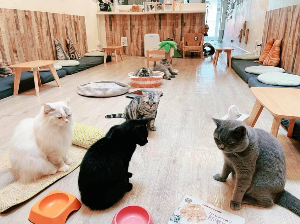 cat cafes in singapore - meomi cat cafe