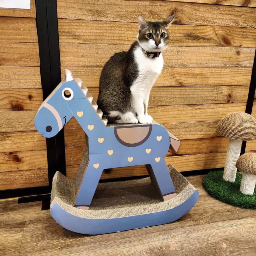 cat cafes in singapore - the cat cafe