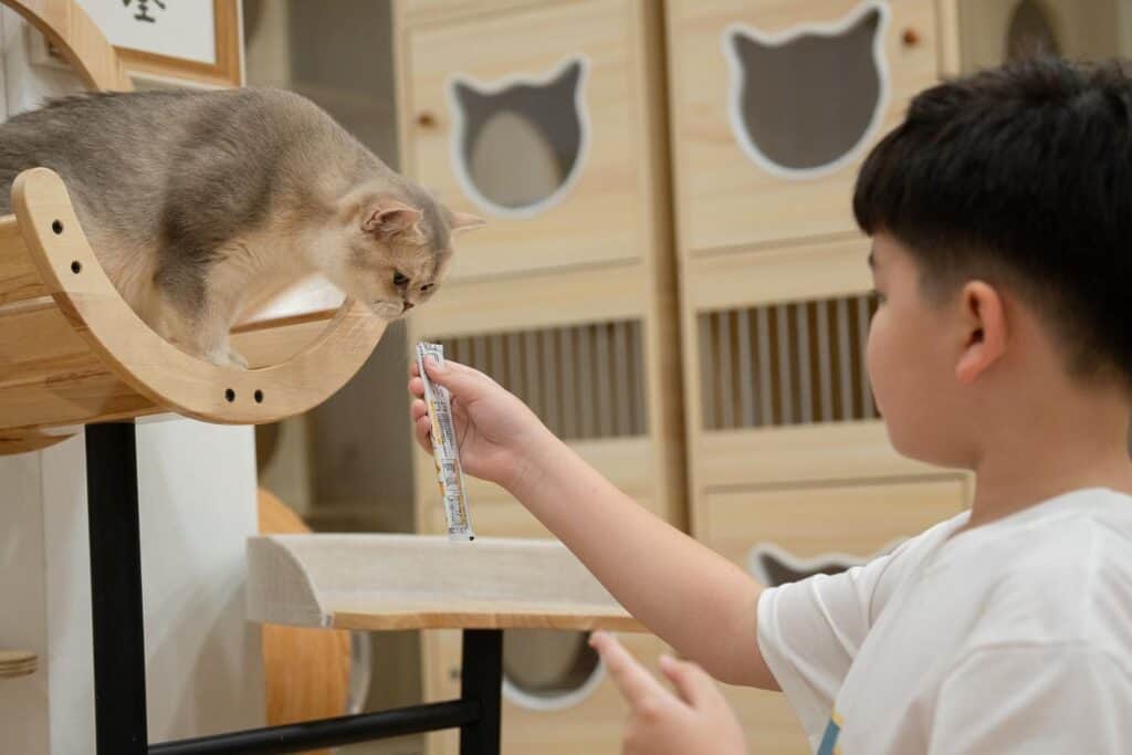 cheapest cat cafe Singapore - a little boy is feeding one of the resident cats at Nekotown
