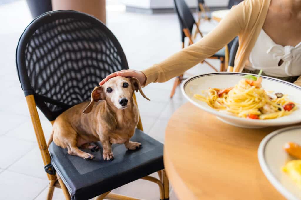dog cafes in singapore - the owner is petting the dog's head at a restaurant