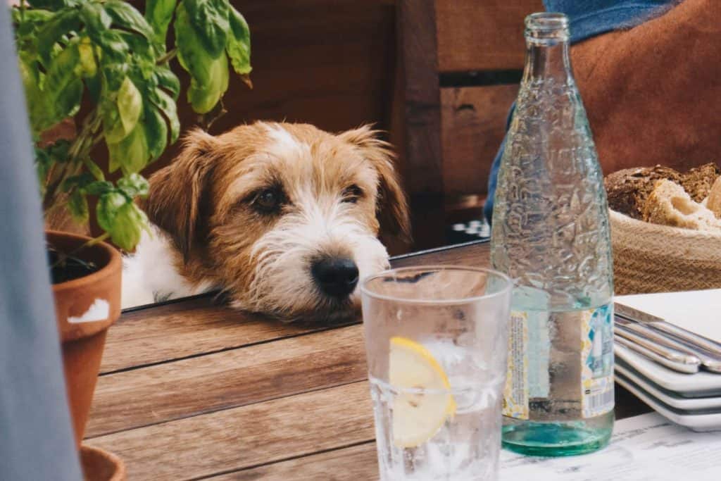 dog cafes in singapore