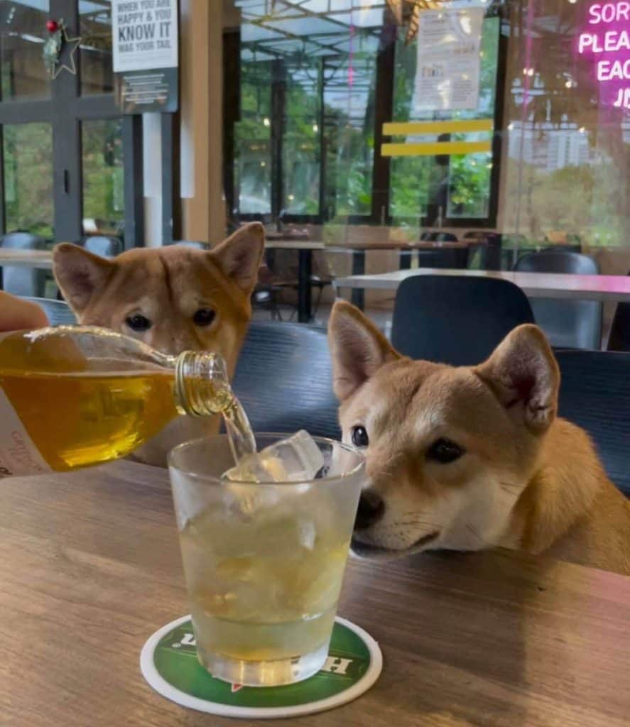 dog cafes in singapore - five &2 bistro