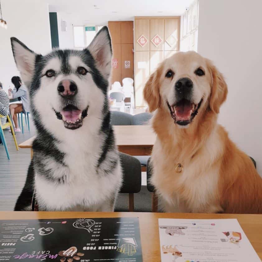 dog-friendly cafe in Singapore - a husky and a golden retriever  posed for the camera at Menage Cafe