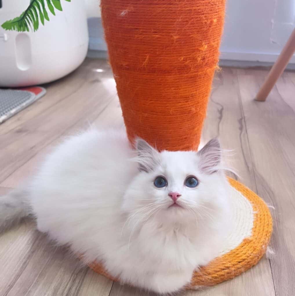 kitten cafe Singapore - A ragdoll is resting next to a carrot-shaped cat scratcher 