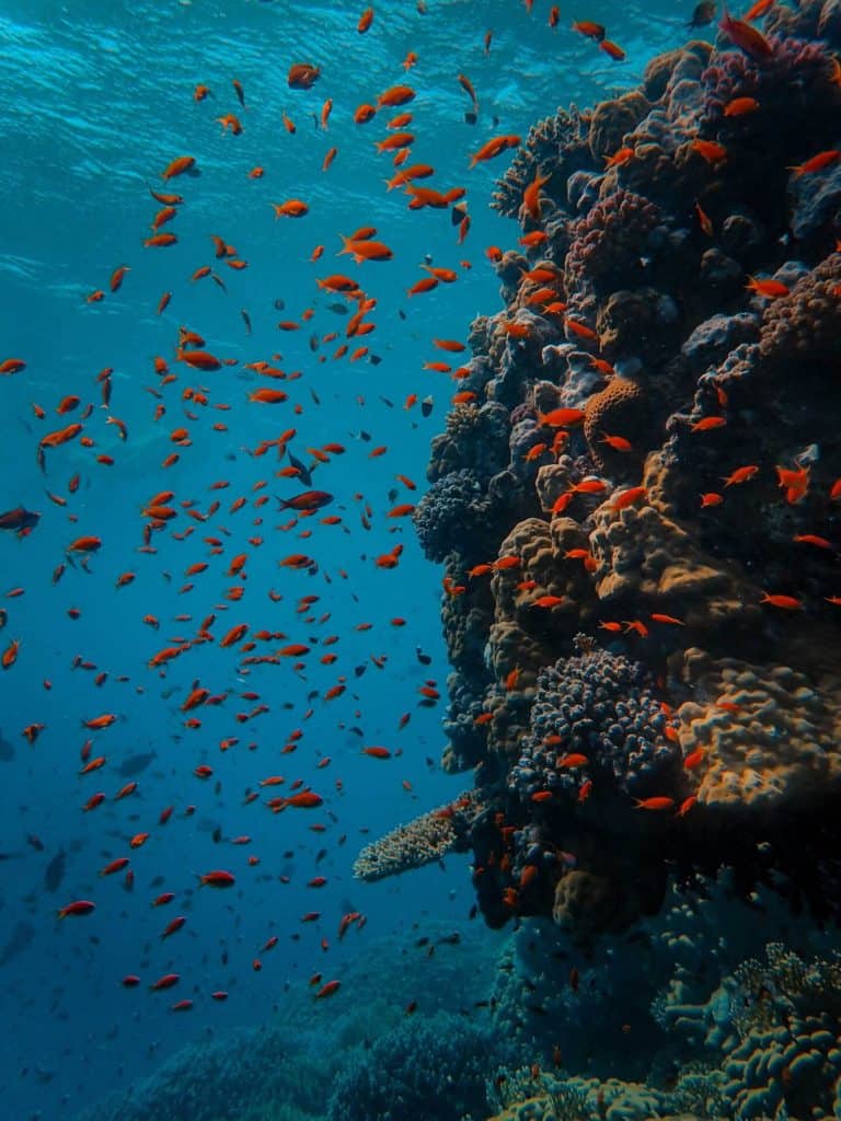 scuba diving captions for instagram - red fishes swimming close to each other next to a large stone structure