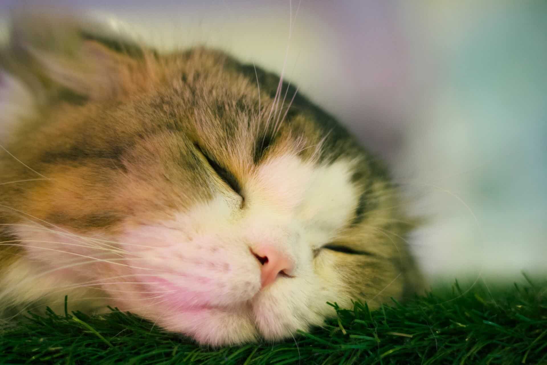 chill date ideas singapore - a cat is sleeping peacefully in a cat cafe