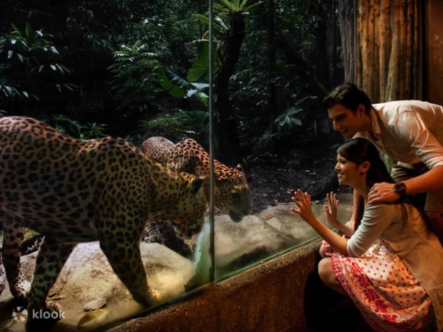 fun dates in singapore - a pair of couple is looking at the leopards during Night Safari 