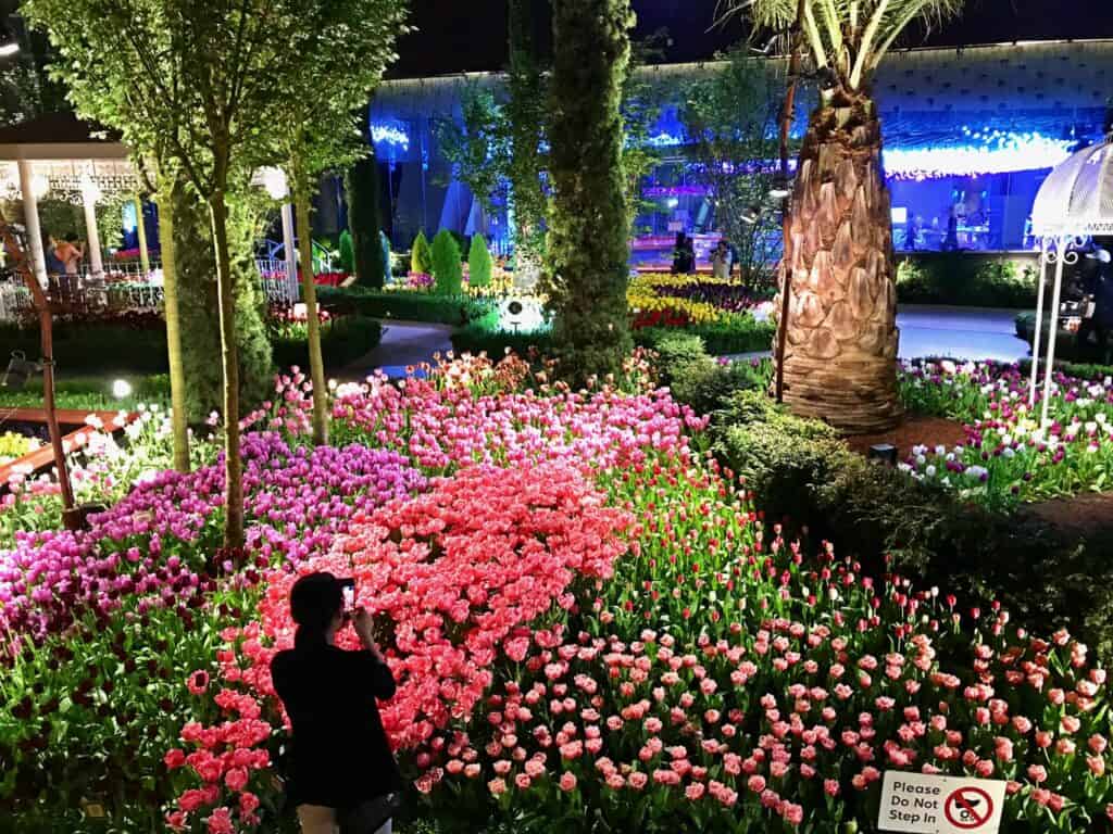 things to do at night in singapore - a lady taking photo of the beautiful tulips in Flower Dome SG